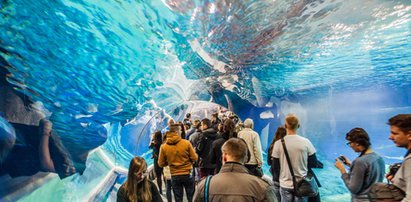 Afrykarium napędza całe Zoo