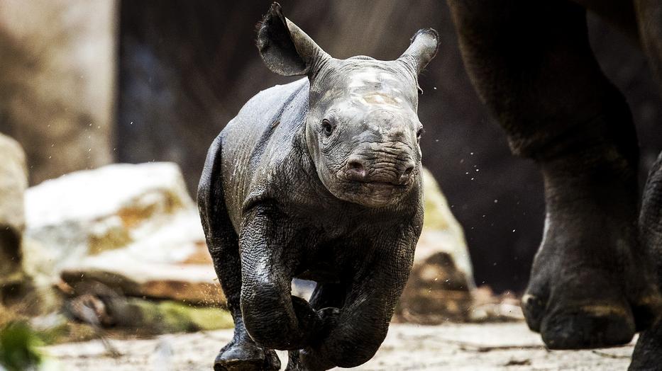12 millió dollárnyi levágott rinocérosz szarvat foglaltak le