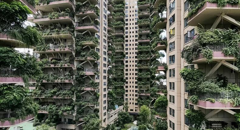 With hardly any residents to care for them, the plants at Chengdu's Qiyi City Forest Garden have overrun the towers