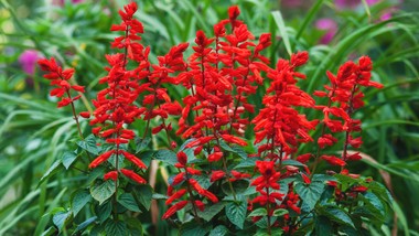 zasiej już w lutym. latem zachwyci kwiatami