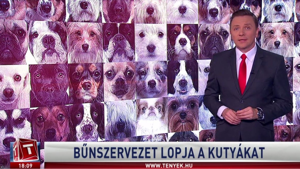 Gazdik, figyelem lopják a kutyákat Budapesten Így vitték el Borzit