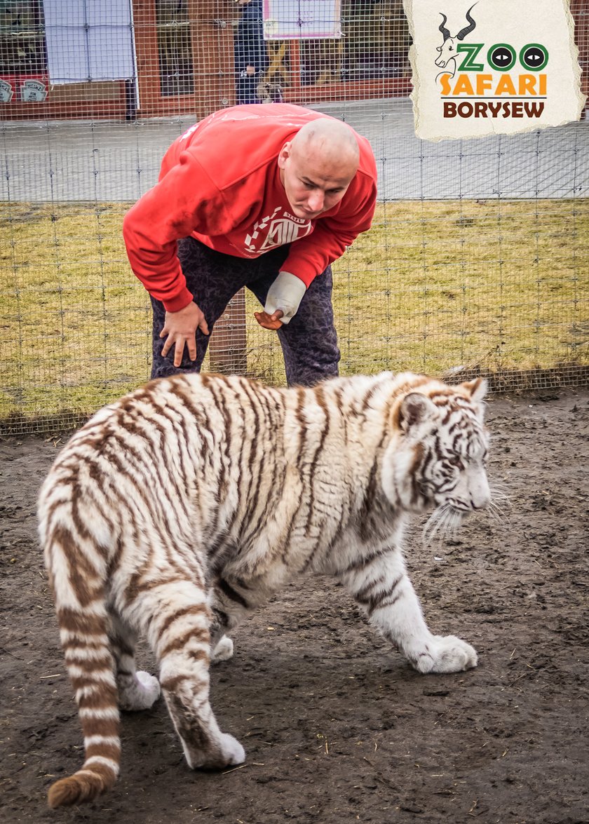 Artur Szpilka i Andrzej Wawrzyk bawili się z tygrysami