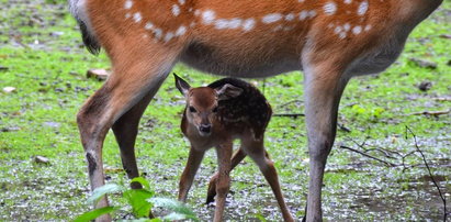 Zoo ma nowych lokatorów