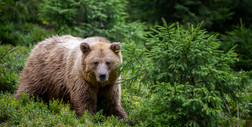 Atak niedźwiedzia w parku narodowym. Poszkodowany trafił  do szpitala