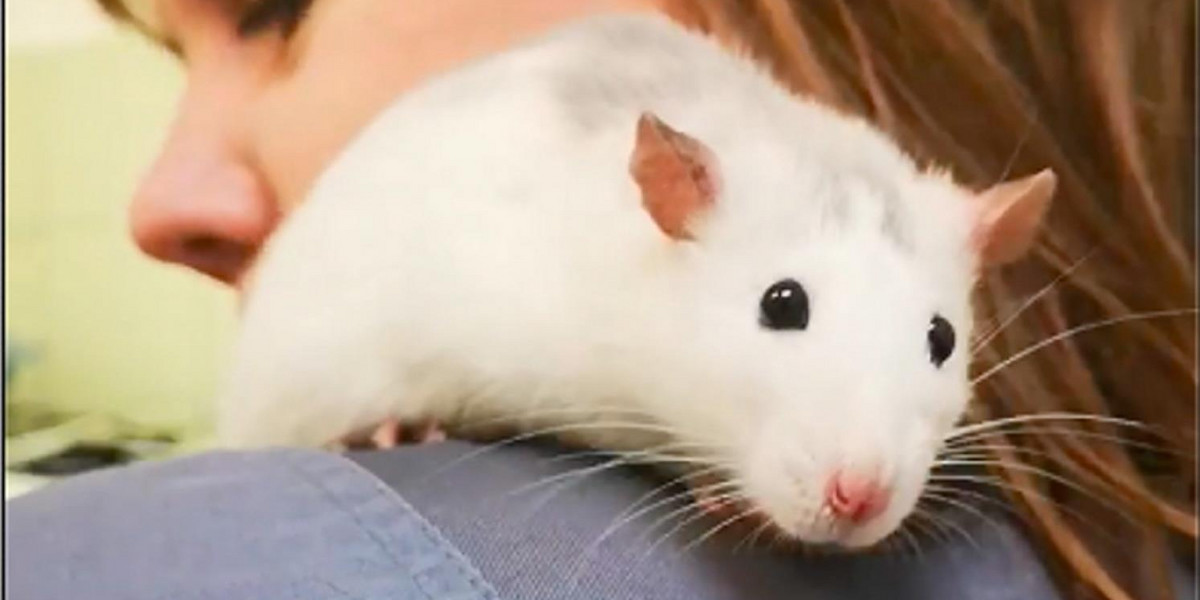 Podkarpacie: Szczurek wyrzucony na mróz szuka nowego domu