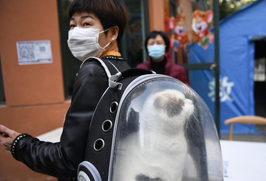Kínában egyre jobban terjed a macskáknak készített védőtáska / Fotó: Northfoto