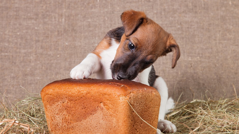 Czy pies powinien jeść chleb? - katamount/stock.adobe.com