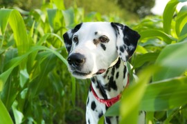 Dalmatinac – pas koji će ti ukrasti srce i zauvek ti promeniti život