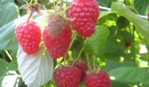 maline malina