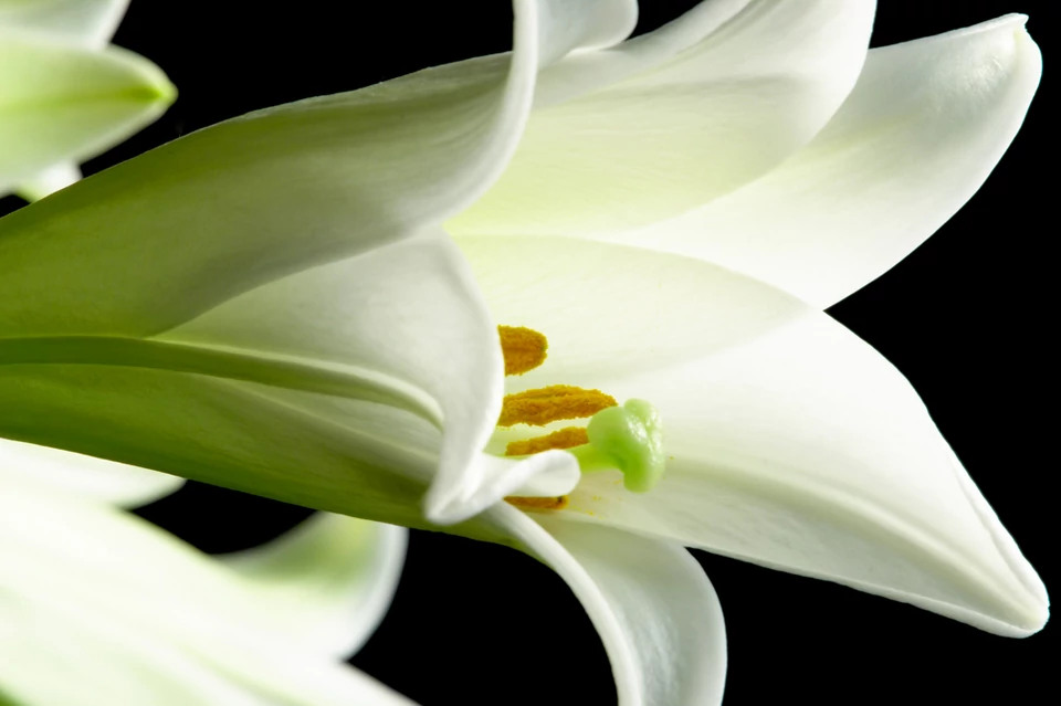 4. Lilia długokwiatowa (Lilium longiflorum) 