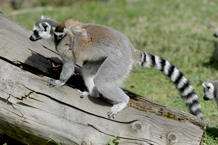 Samica lemura katta z małym