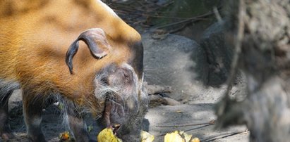 Zoo, Aquapark i nie tylko. Korzystaj z miasta w pełni. I tanio!