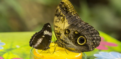 Dzień Motyla w poznańskim Zoo