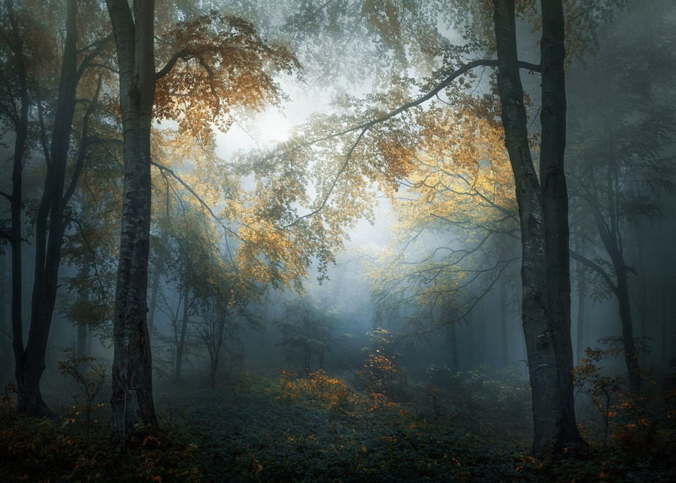 Kategoria KRAJOBRAZY I NATURA: Veselin Atanasov, "Early Autumns", (Bułgaria)