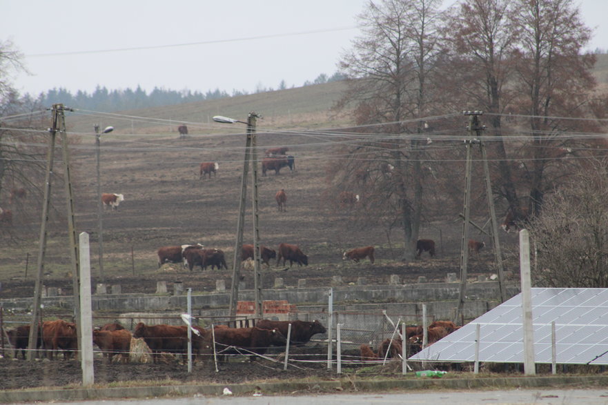 Krowy z pobliskiego gospodarstwa rolnego przy granicy z Białorusią