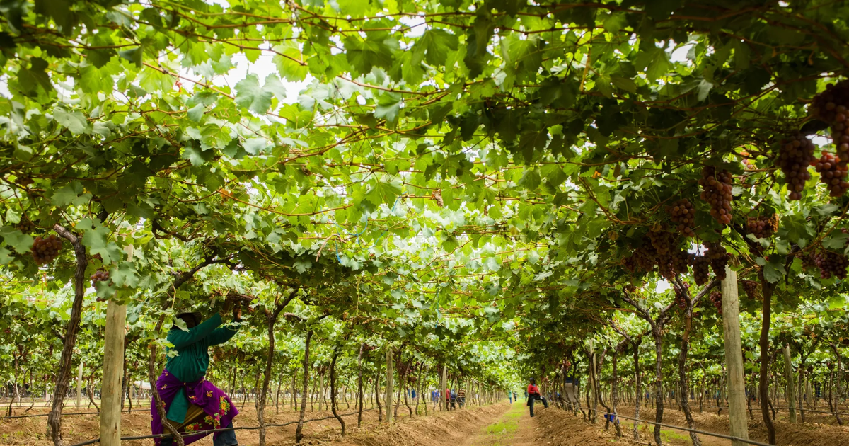 South Africa ranked among 30 countries that feed the world