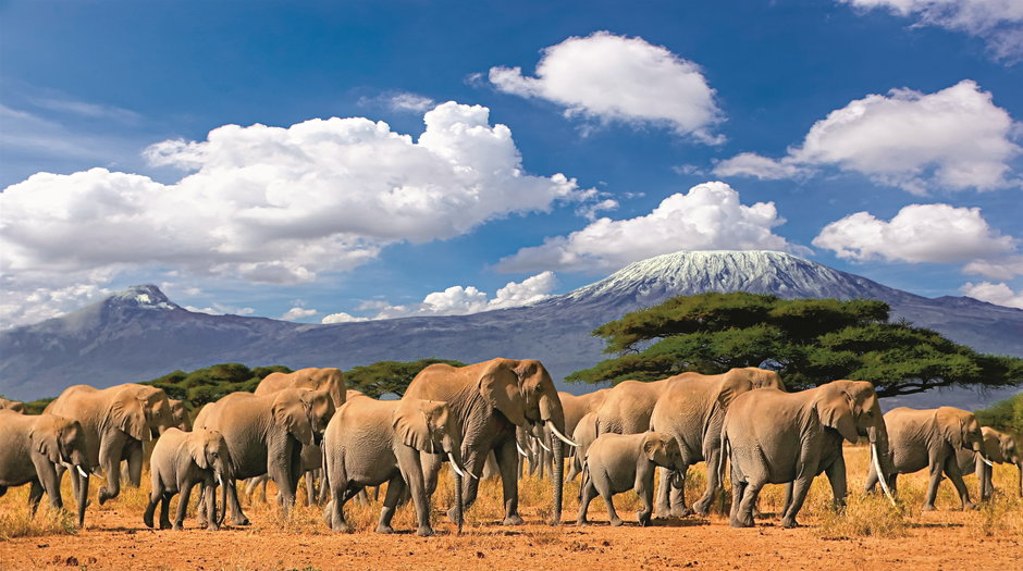 Kilimandżaro to jedna z najpopularniejszych gór z Korony Ziemi. Wyprawę na szczyt często łączy się z wyjazdem na safari.