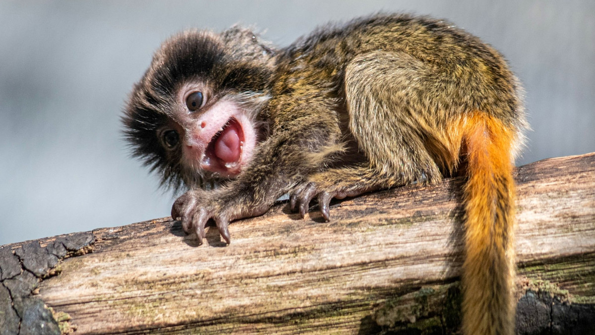 Łódź. W zoo urodziły się tamaryny. Ten gatunek ma specyficzny zwyczaj