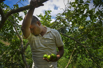 Potężne meksykańskie kartele obrały sobie nowy cel: uprawy limonek