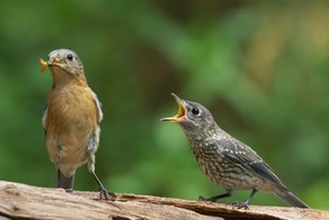 Eastern Bluebird and Chick