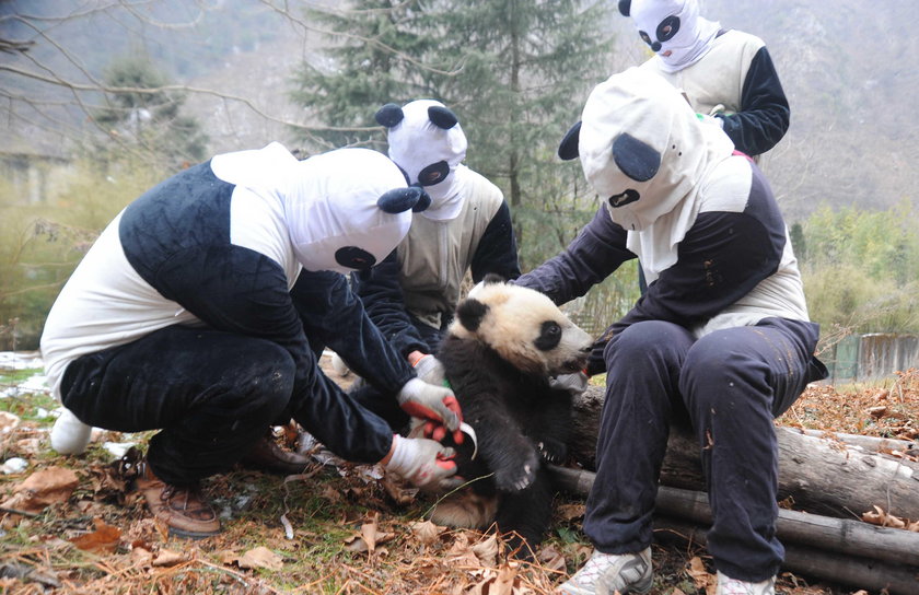 Przedszkole dla pand w Chengdu. Najsłodsze miejsce na świecie!