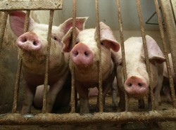 Zatruta dioksynami wieprzowina jest w Polsce!