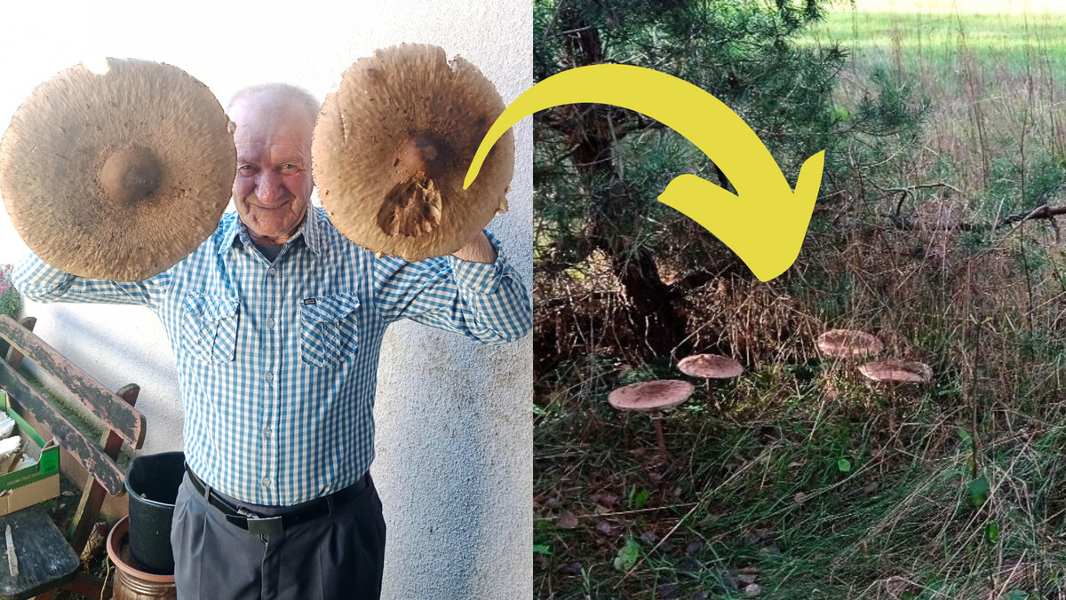 80-letni pan Witold znalazł kanie giganty. "Grzybowy myśliwy" [ZDJĘCIA]