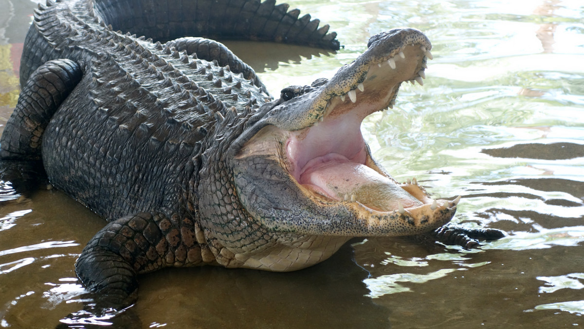 Tragedia na Florydzie. Ciało dwulatka w paszczy aligatora
