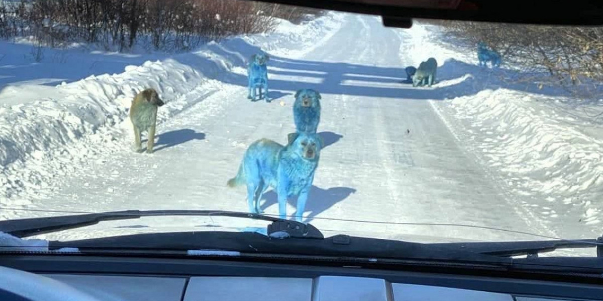 Niebieskie psy w pobliżu miasteczka Dzierżyńsk w Rosji