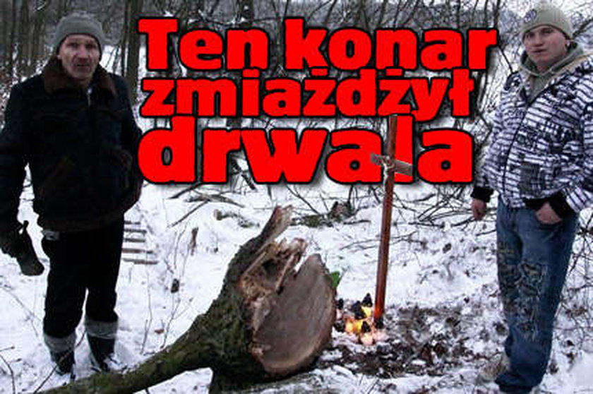 Ten konar zmiażdżył drwala