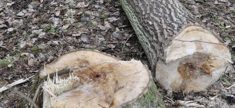Wielka wycinka drzew trwa. NIK wylicza samorządowe grzechy