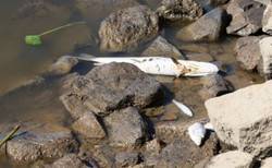 Śnięte ryby w kolejnym miejscu. Tym razem chodzi o Park Krajobrazowy