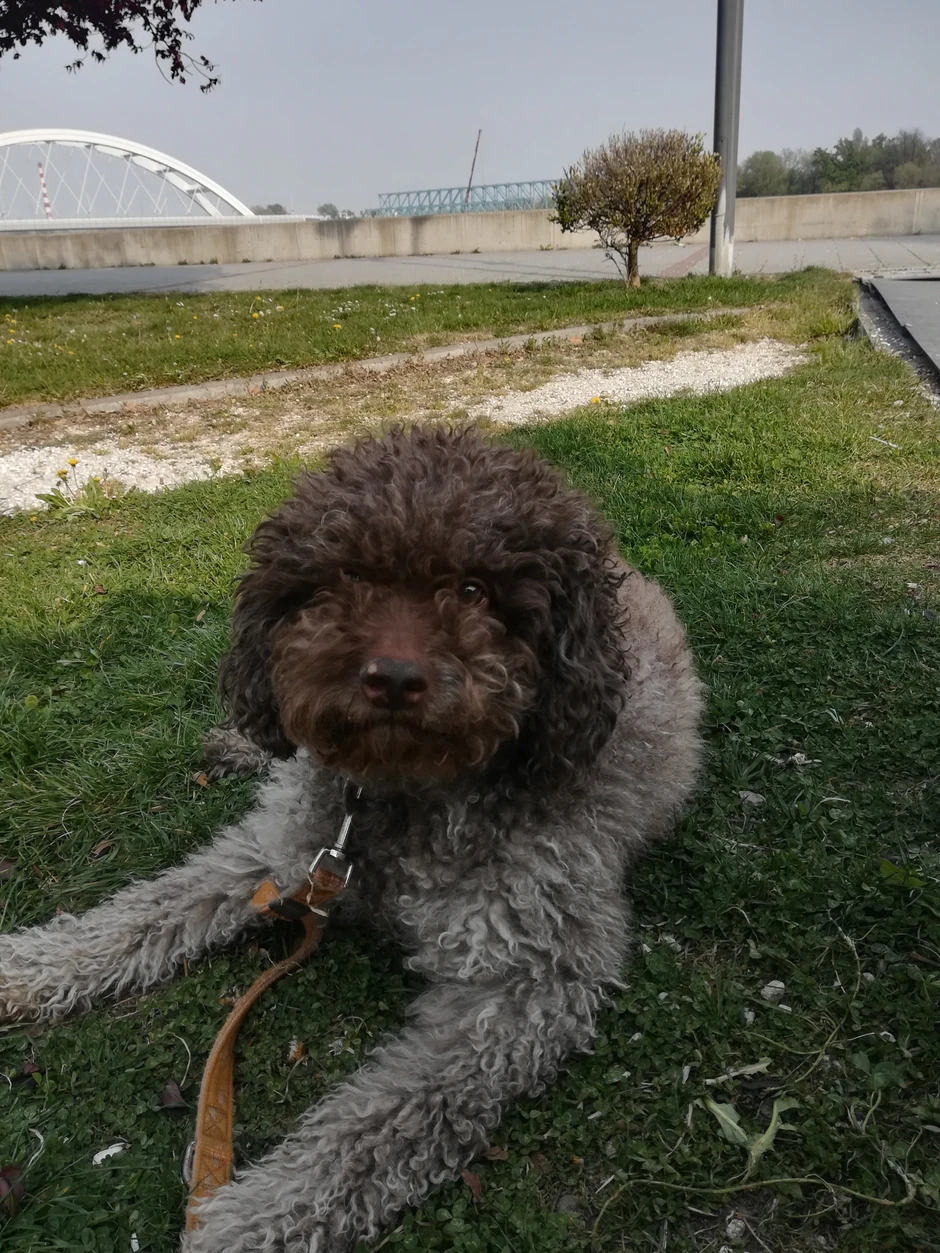 Psi tragači rase Lagotto Romagnolo pomažu u pronalaženju tartufa