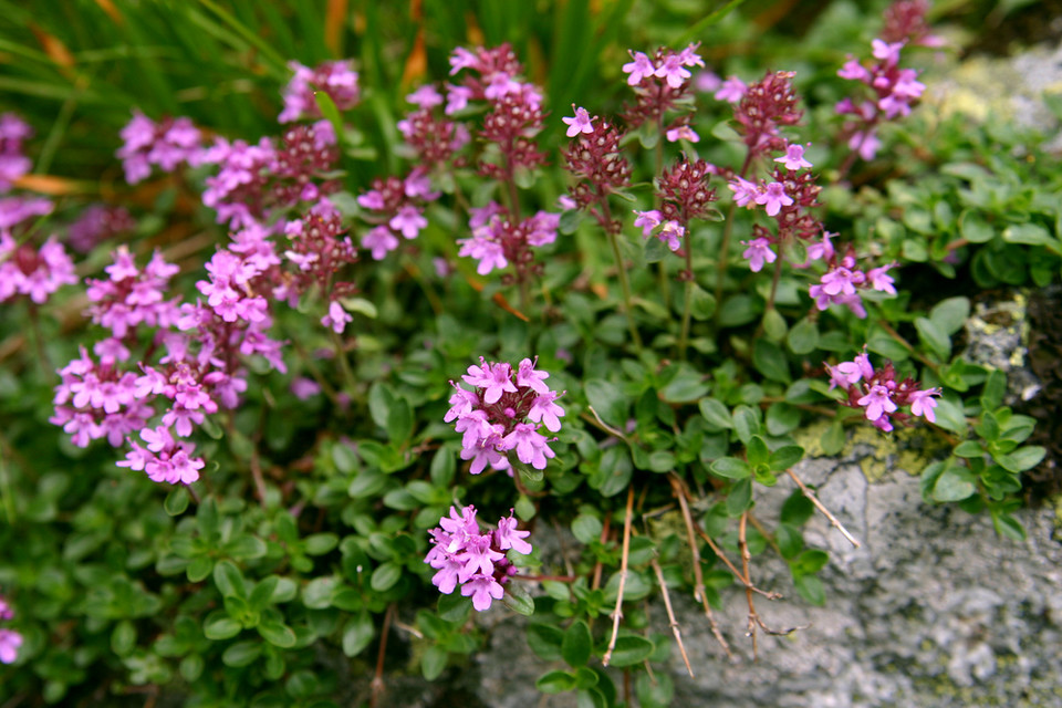 2. Tymianek pospolity (Thymus vulgaris, zwany również macierzanką)