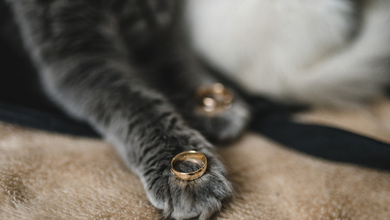 Niemcy: Kot wytropił skradzioną biżuterię. 