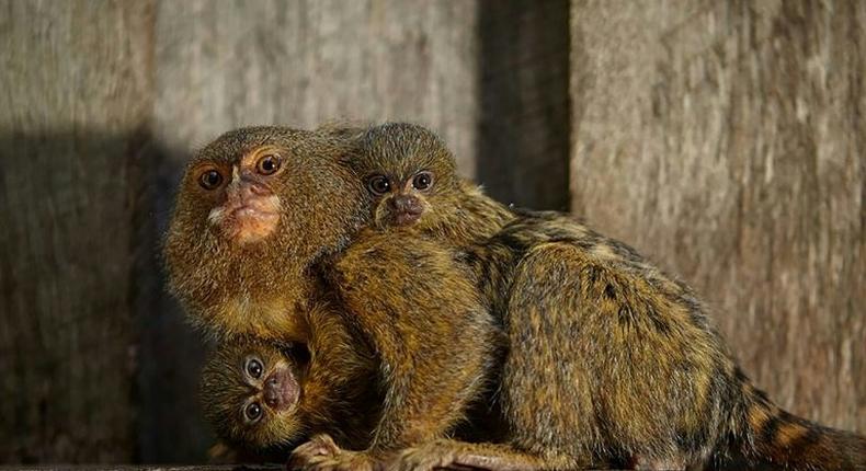 The marmosets, also known as thumb monkeys, are in demand on the black market as pets