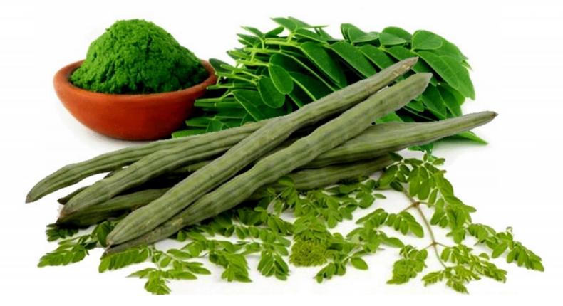 The health benefits of this moringa are unbelievable