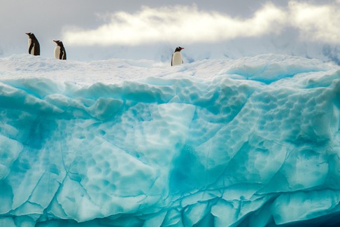 Penguins on the iceberg