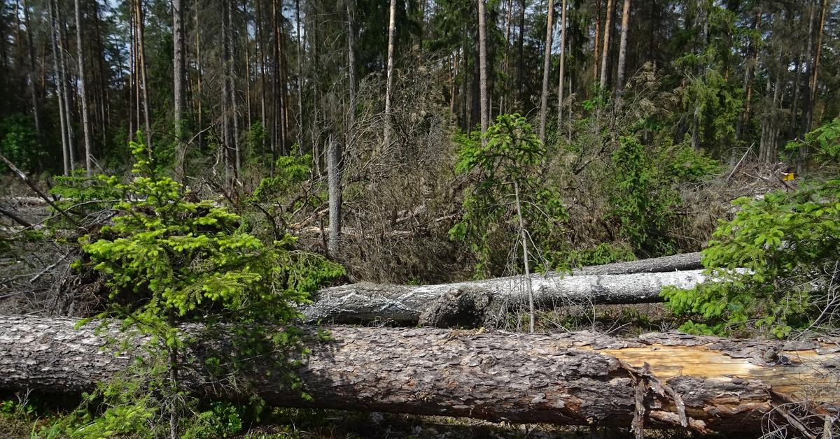  Noworoczne porządki w puszczy. Co się zmieni w polskich lasach?