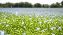 Czy po 1 maja 2016 roku cudzoziemcy wykupią polską ziemię?