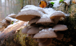 Te jadalne grzyby znajdziesz w lesie zimą. Zbieraj, ale pod kilkoma warunkami