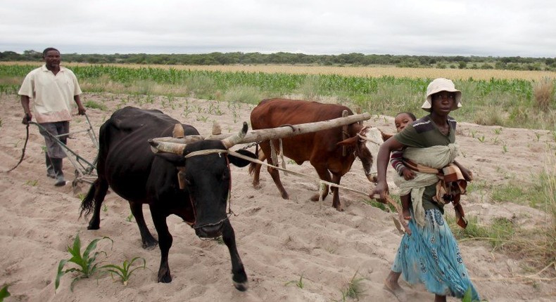 Communal farmers cultivate maize crops in Mvuma district, Masvingo, Zimbabwe, January 26, 2016. 