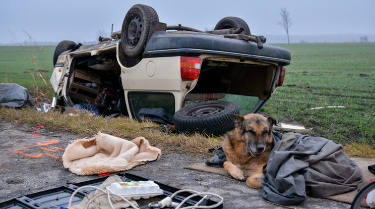 A kutya órákig várta még gazdáját a baleset után / Fotó: MTI