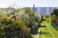 Jak zasłonić działkę ROD? Te sposoby zapewnią prywatność i są zgodne z regulaminem