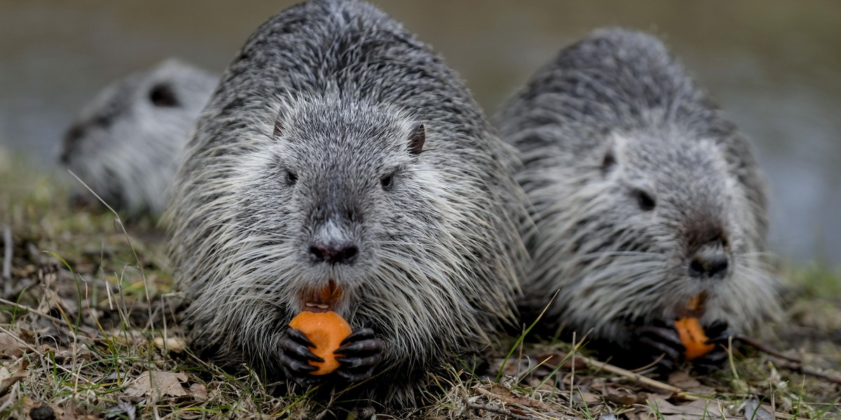 Nutrie zamieszkały w Rybniku