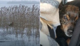 Uratowali psa przymarzniętego do tafli jeziora