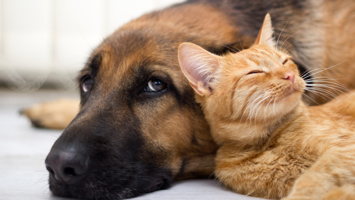 Psy i koty to naturalne antydepresanty dla ludzi