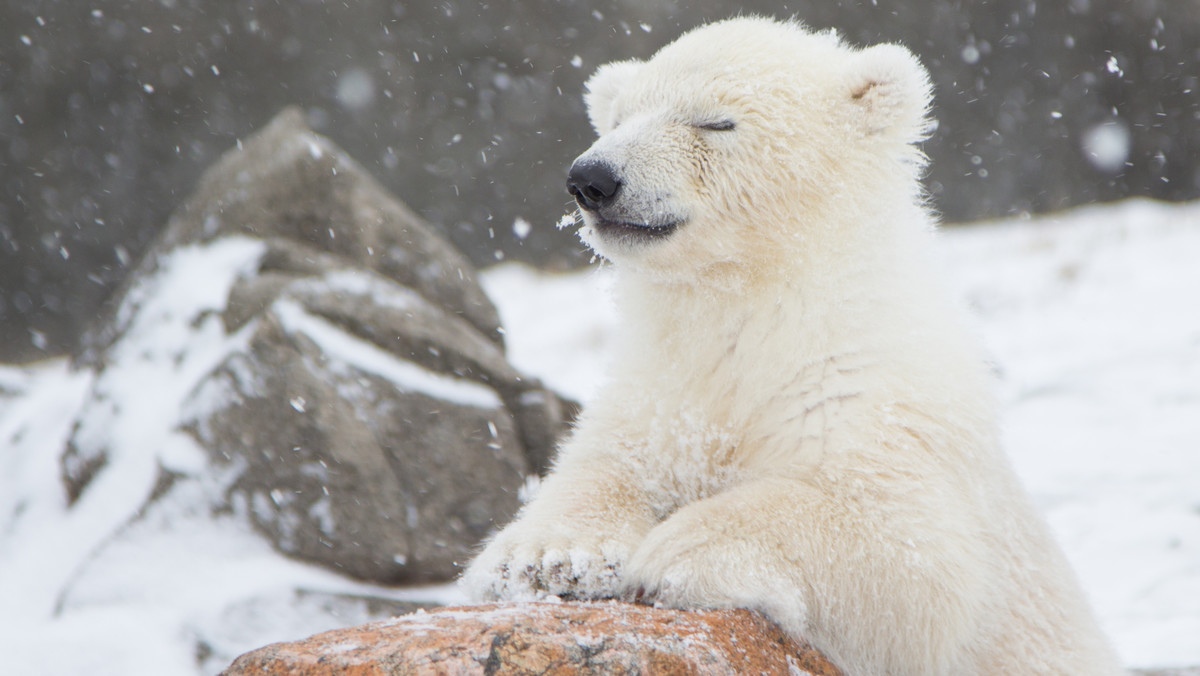 Urodziny niedźwiedzi polarnych — Gregora i Aleuta w warszawskim ZOO