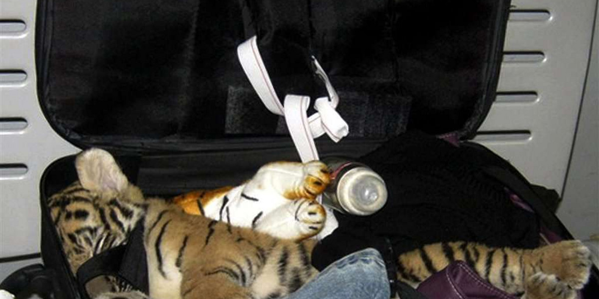 Chciała przemycić tygrysa w walizce