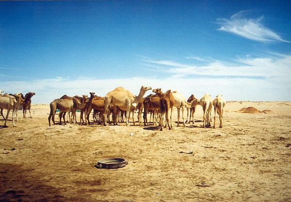 Galeria Mauretania - przejazdem "po piasku", obrazek 18